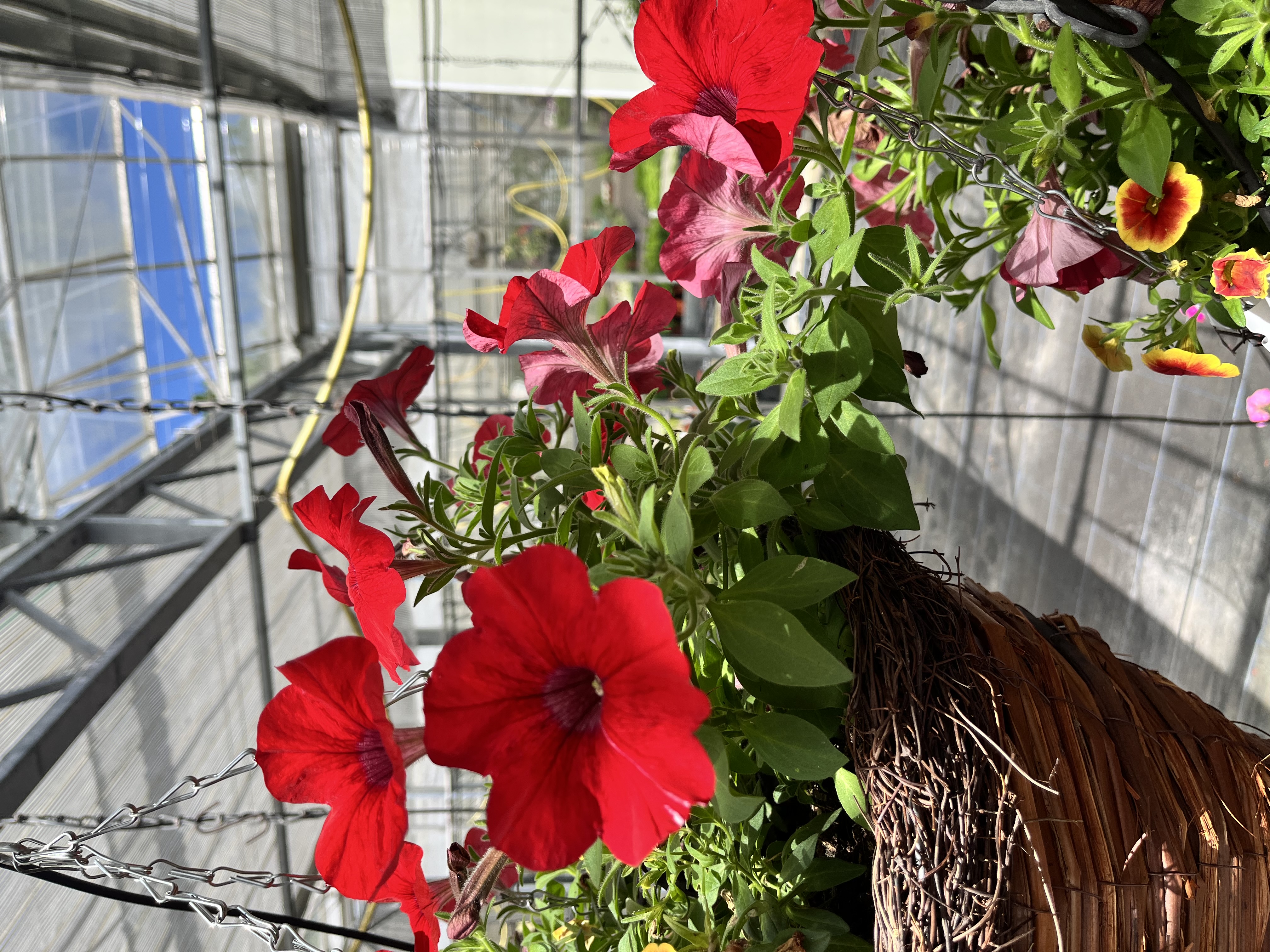 HANGING BASKET