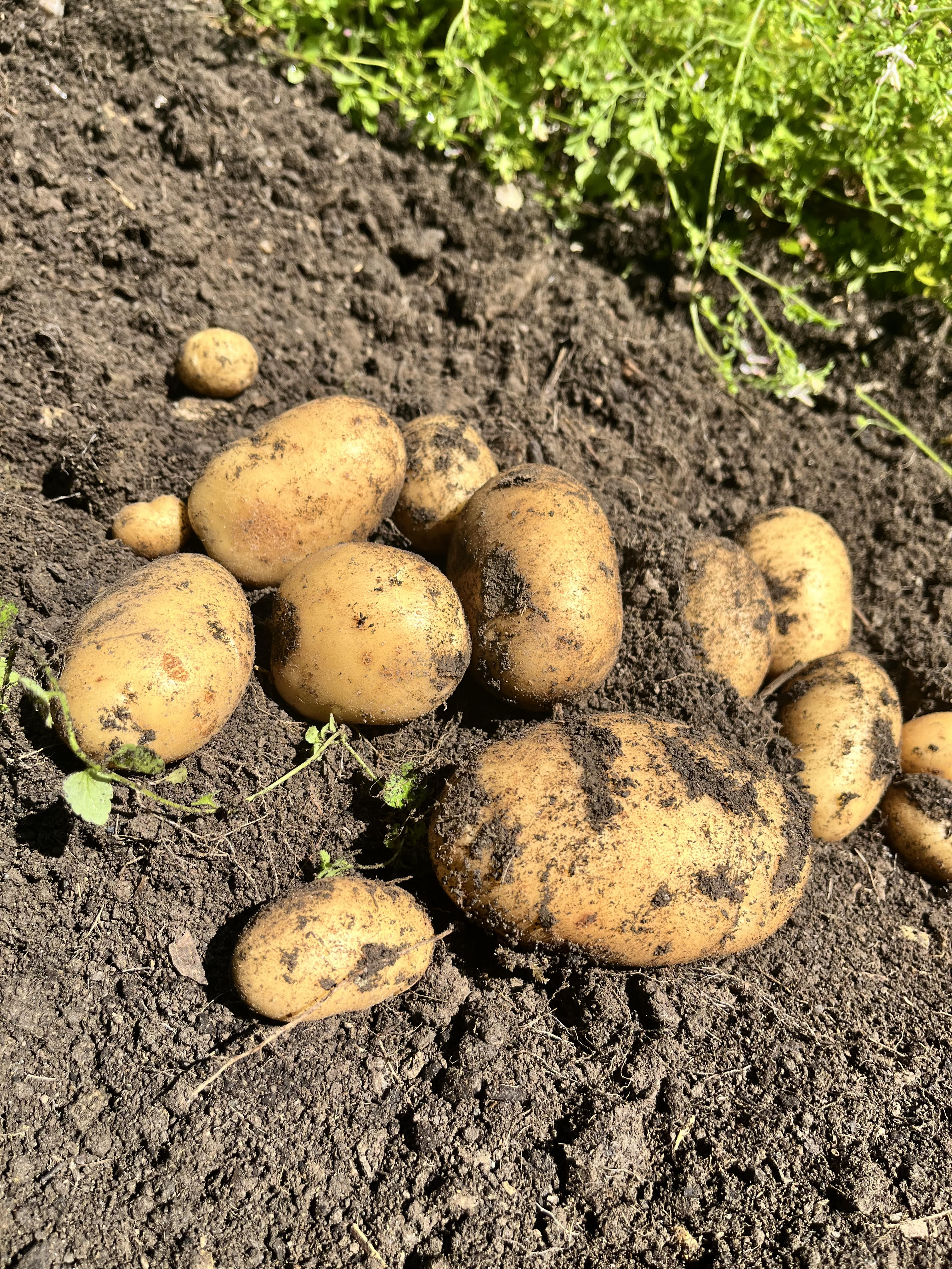 NEW POTATOES