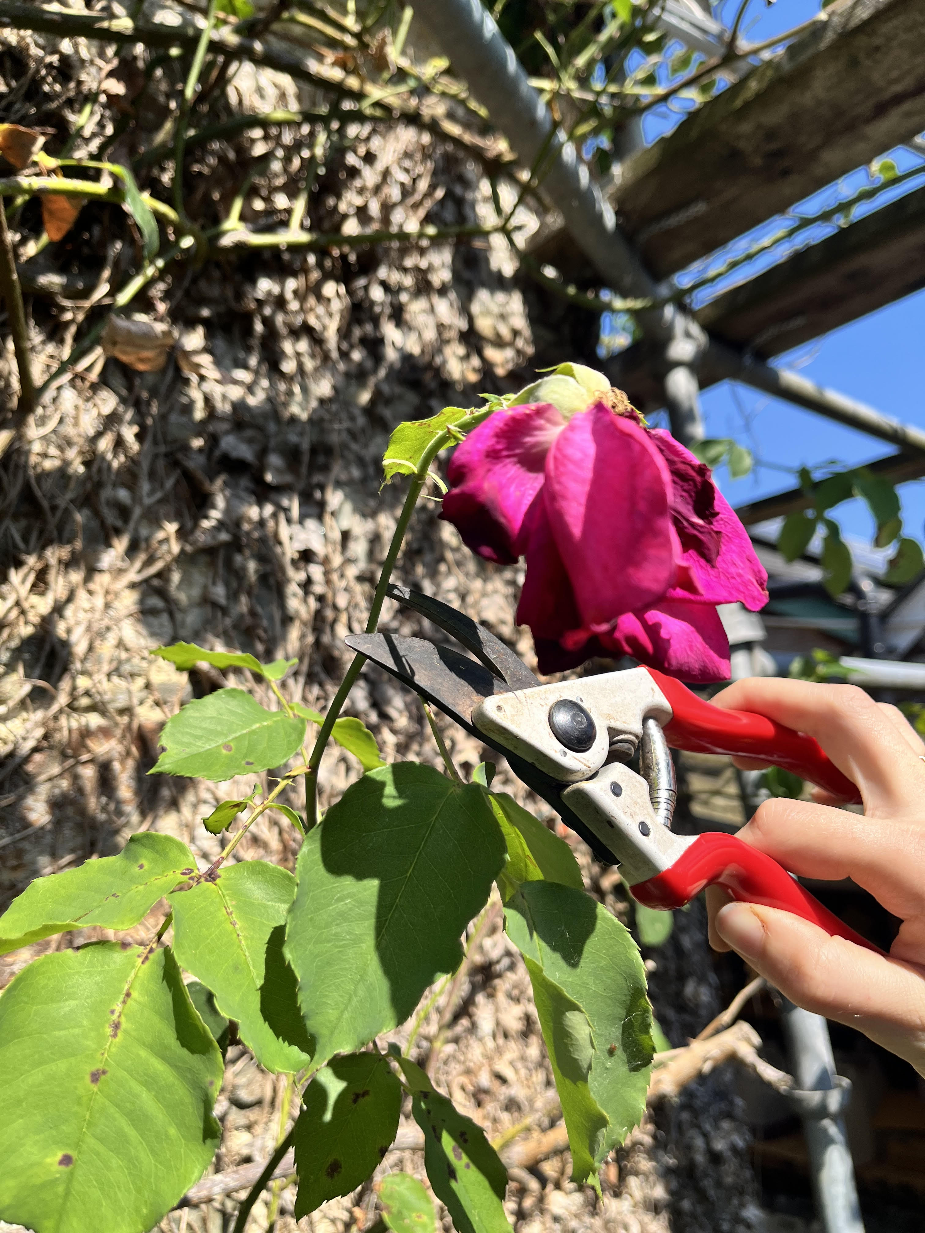 ROSE PRUNING