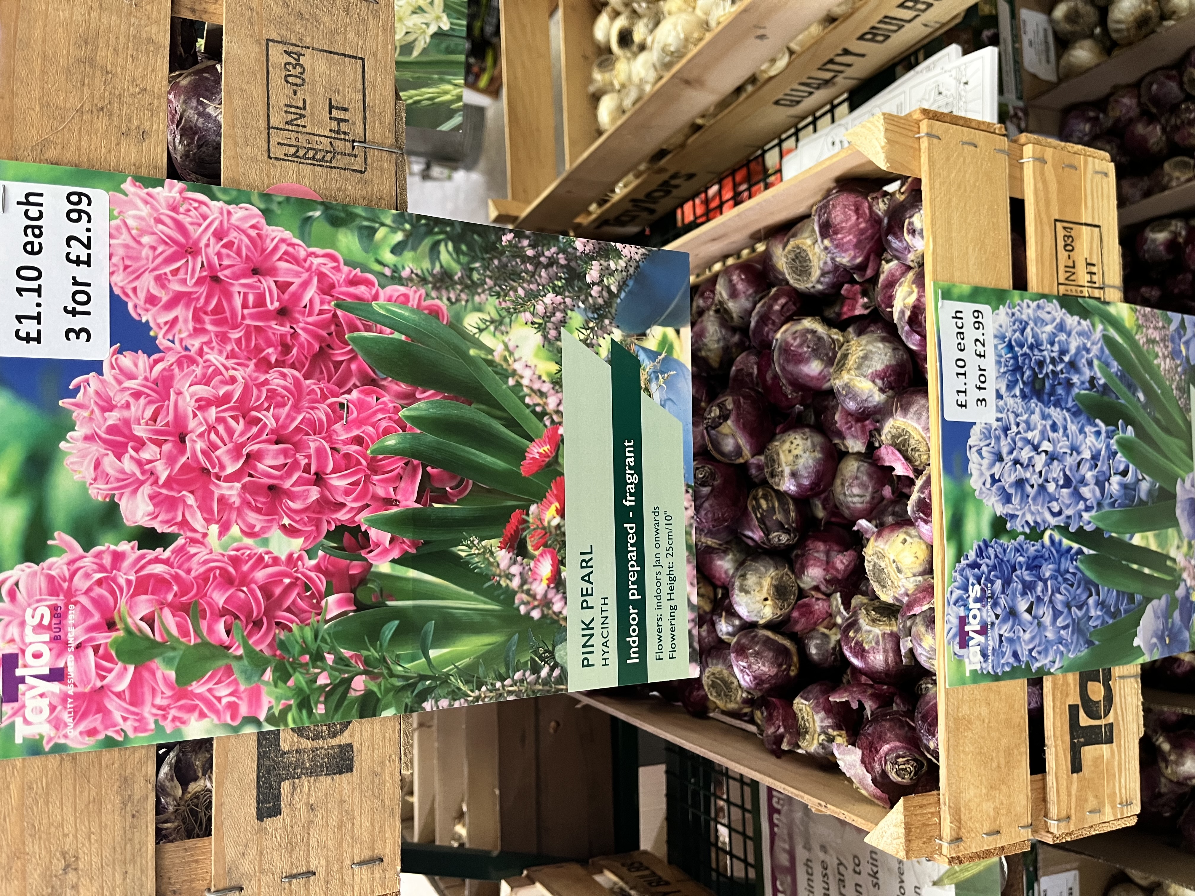 HYACINTHS