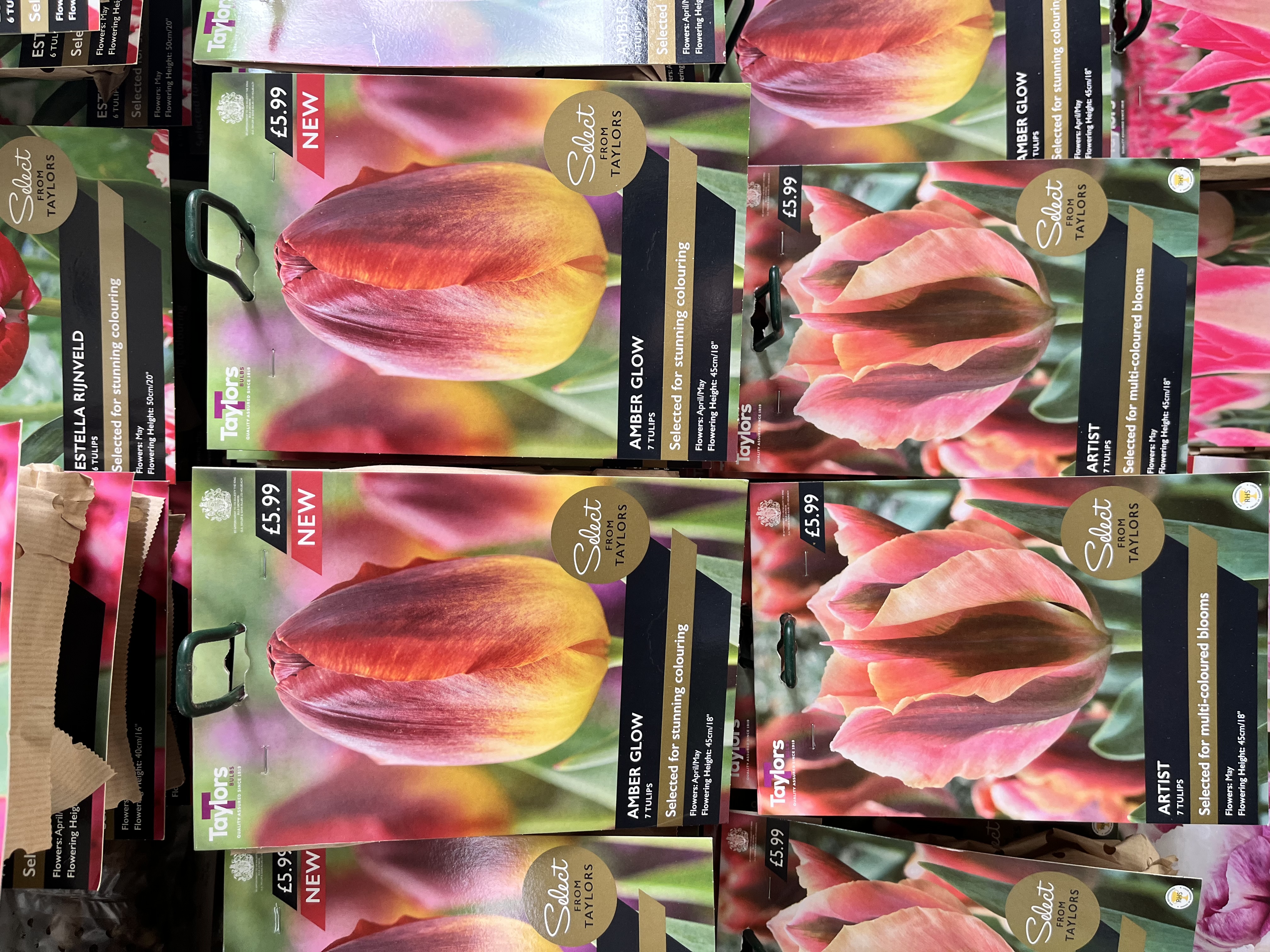 TULIPS